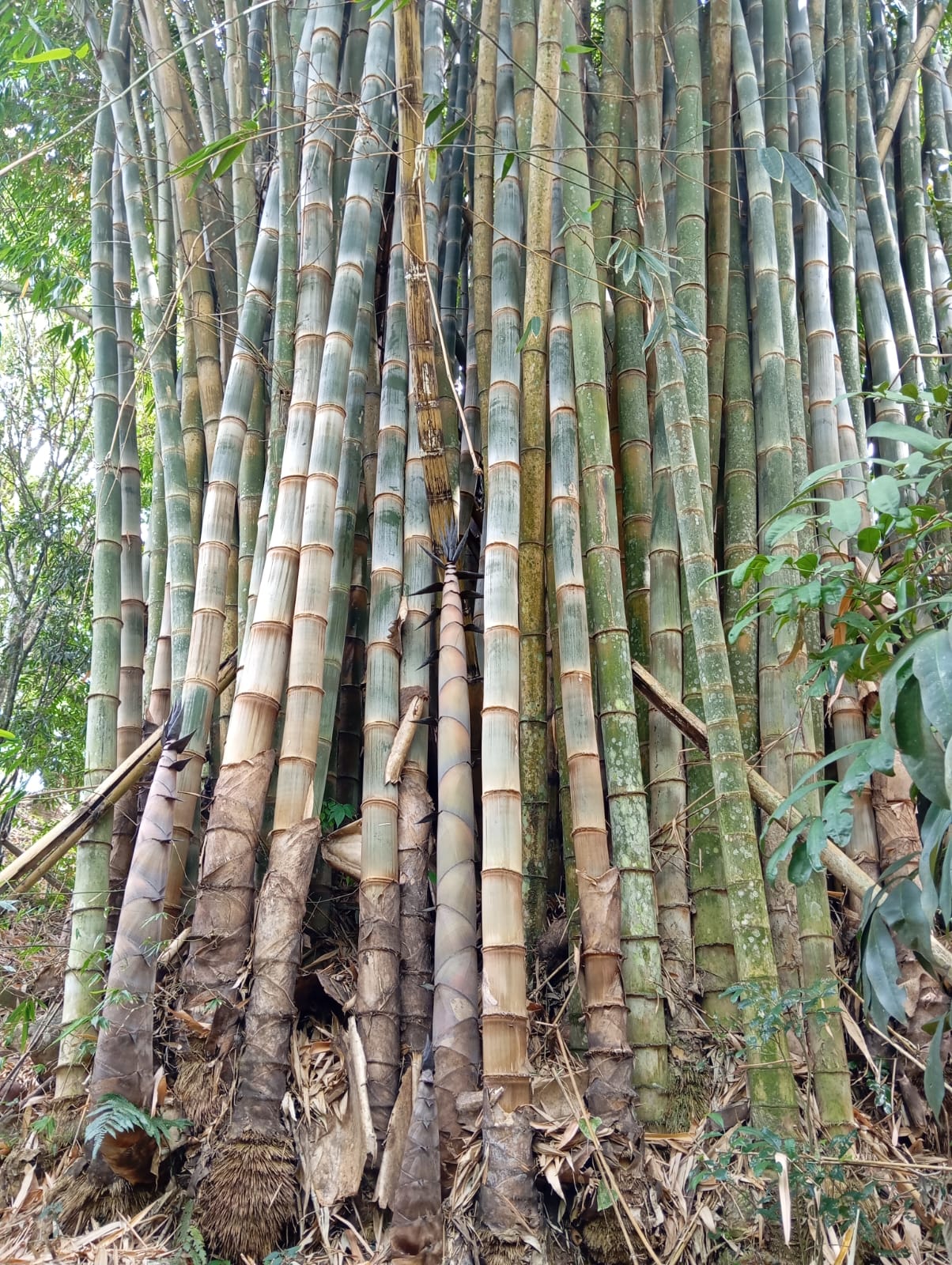 Our neighbor's Asper bamboo that became part of the project